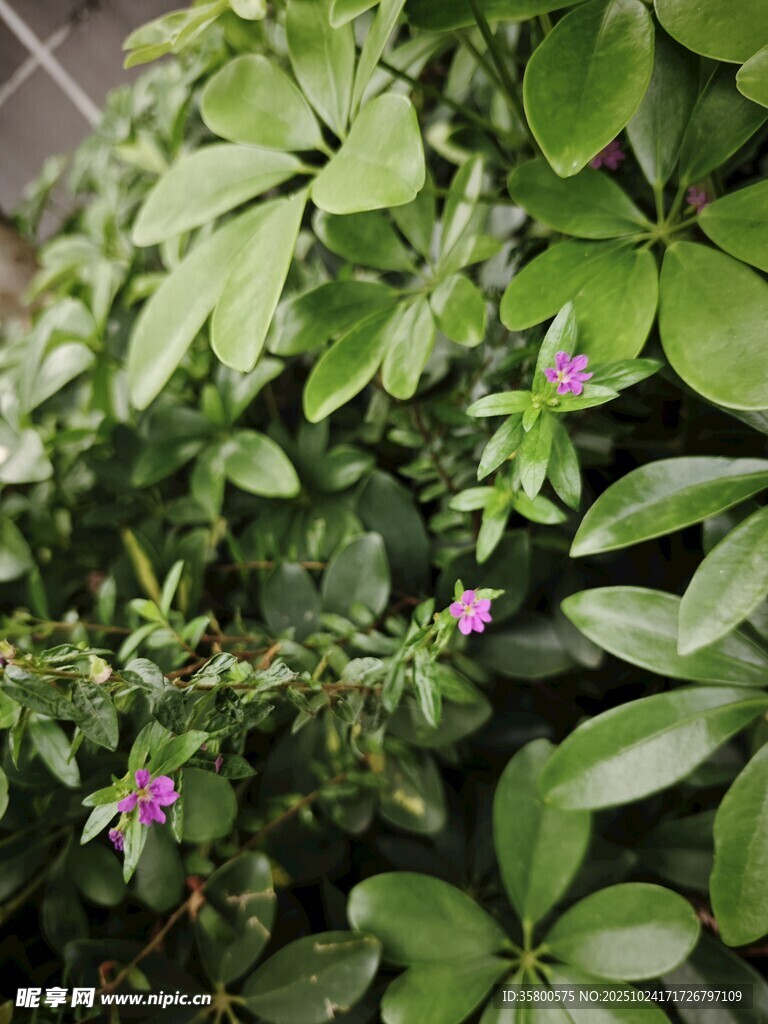 绿叶丛中的紫色小花