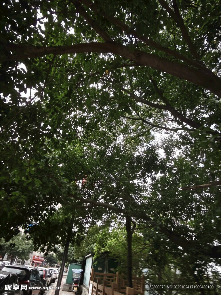 繁茂绿树营造清凉景致