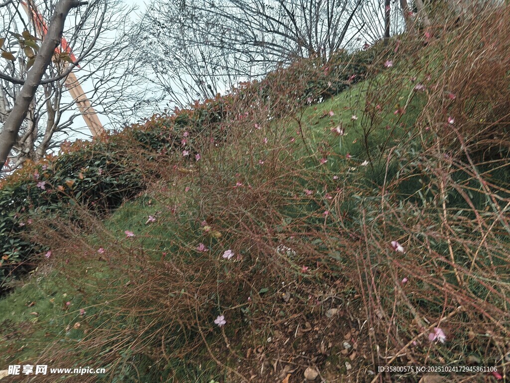 山坡上的杂草与零星花朵