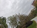 户外绿树与天空景致