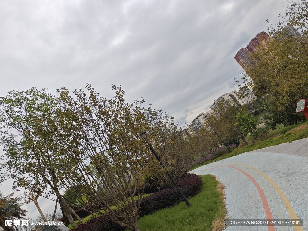 蜿蜒小路旁的葱郁树木