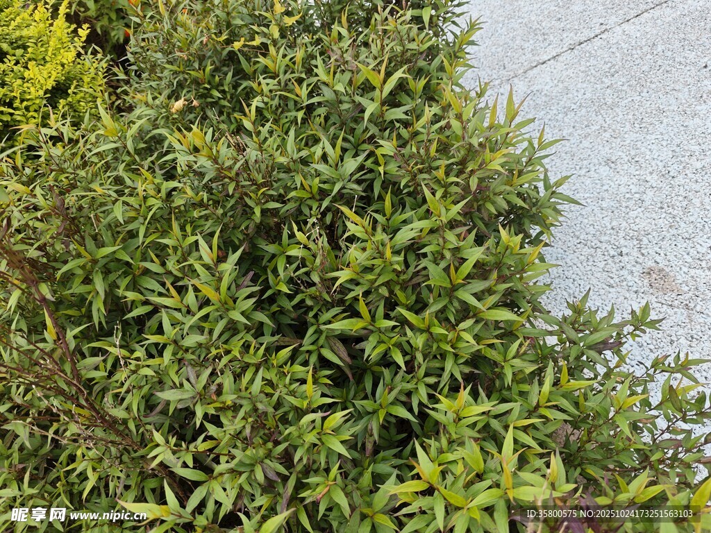 路边翠绿繁茂的灌木丛