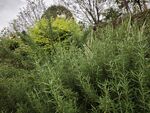 野外茂盛的绿色植物景观