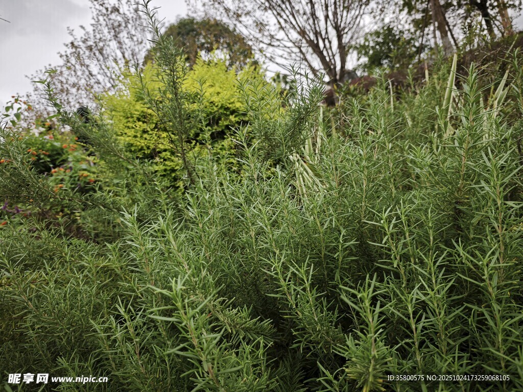 野外茂盛的绿色植物景观