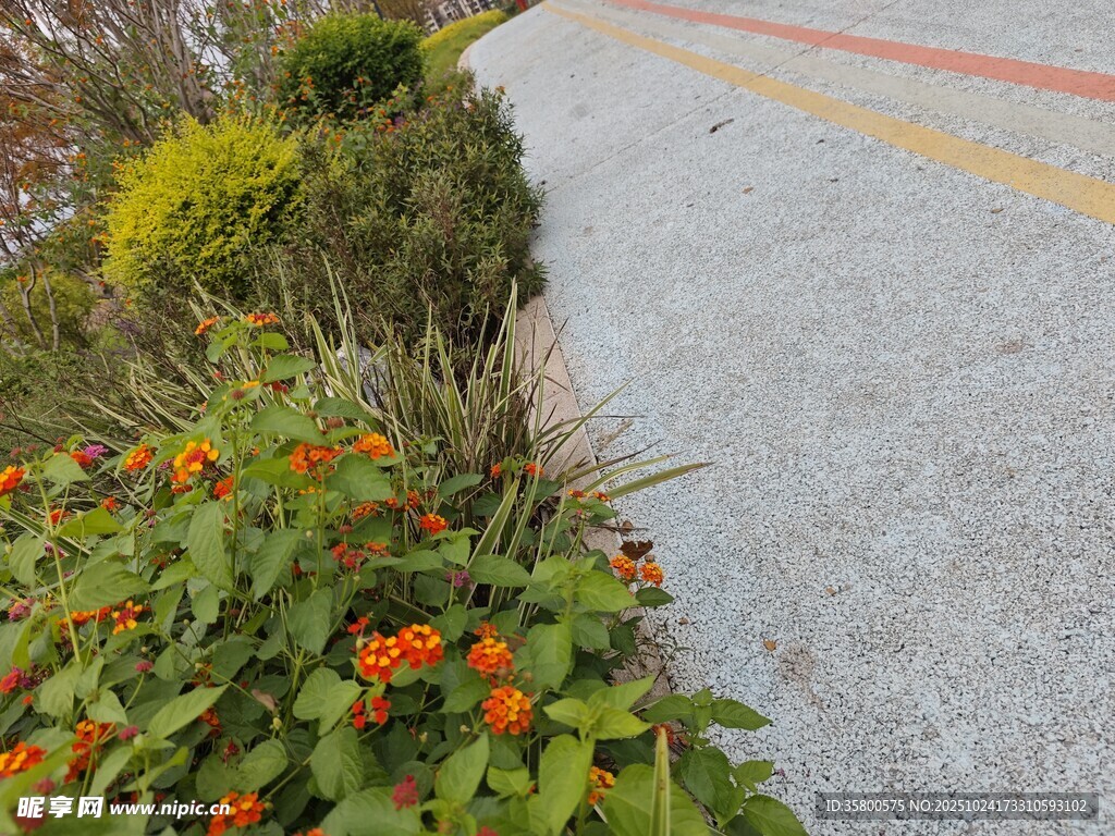 路边绽放的鲜艳花卉