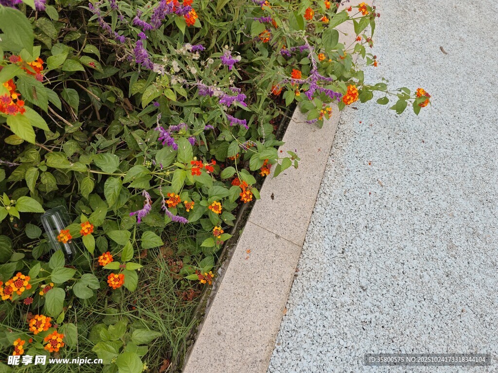 路边多彩花卉景观