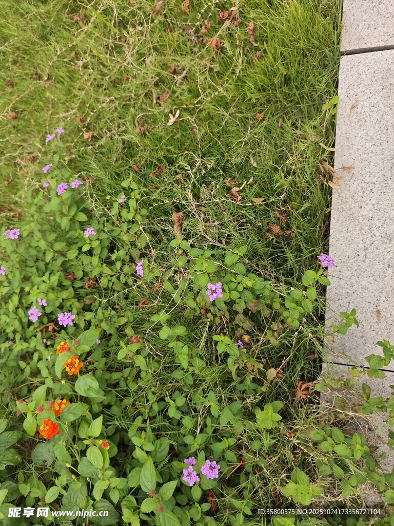 草丛中的多彩小花