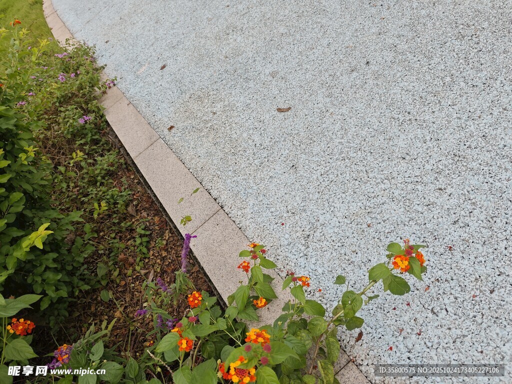 路边绽放的多彩小花