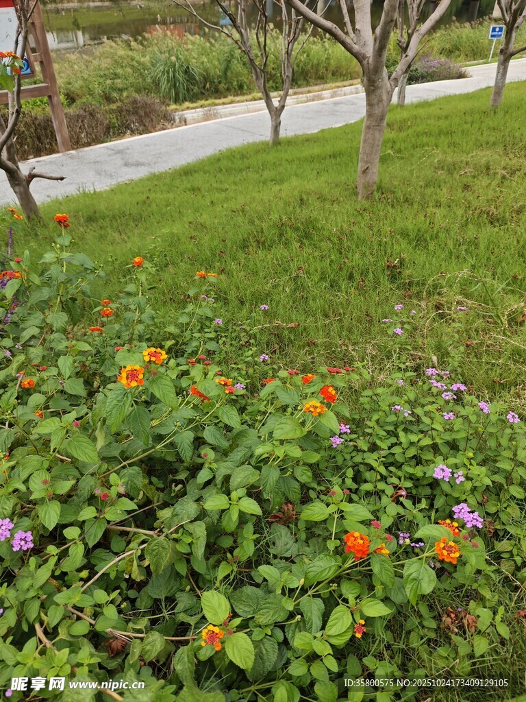 花园中多彩花卉与小径