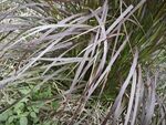 紫色细长叶片植物特写