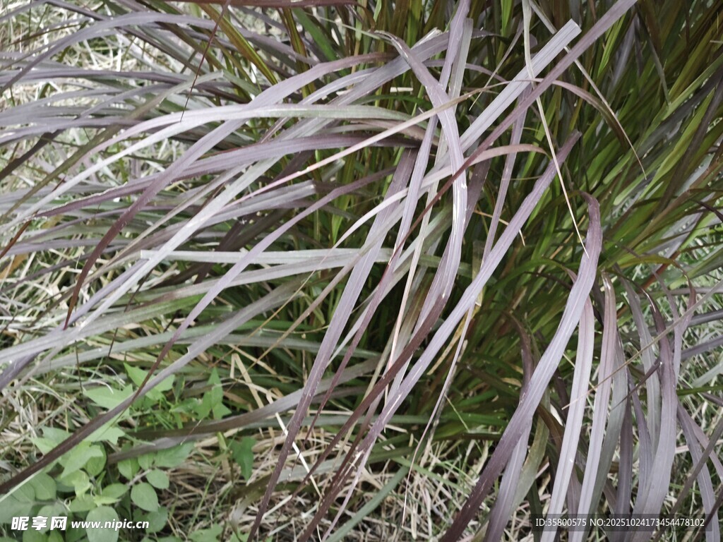 紫色细长叶片植物特写