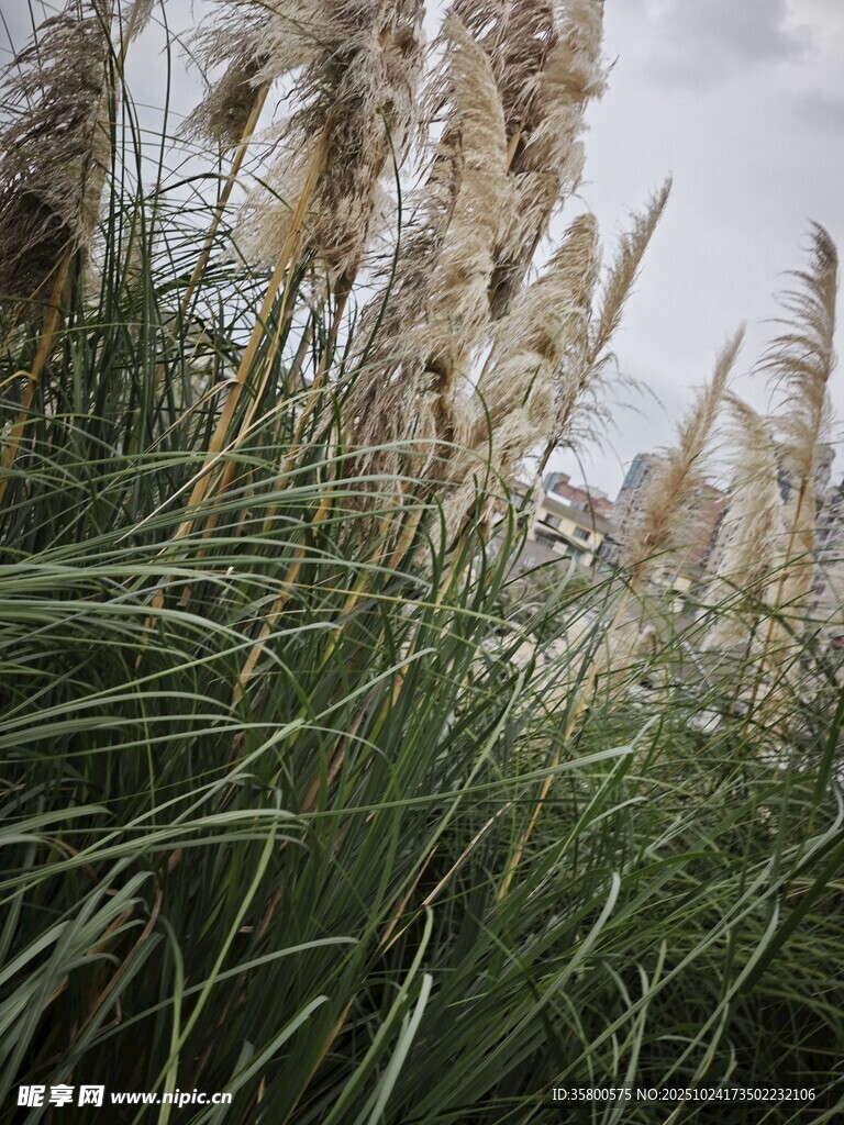 风中摇曳的芦苇