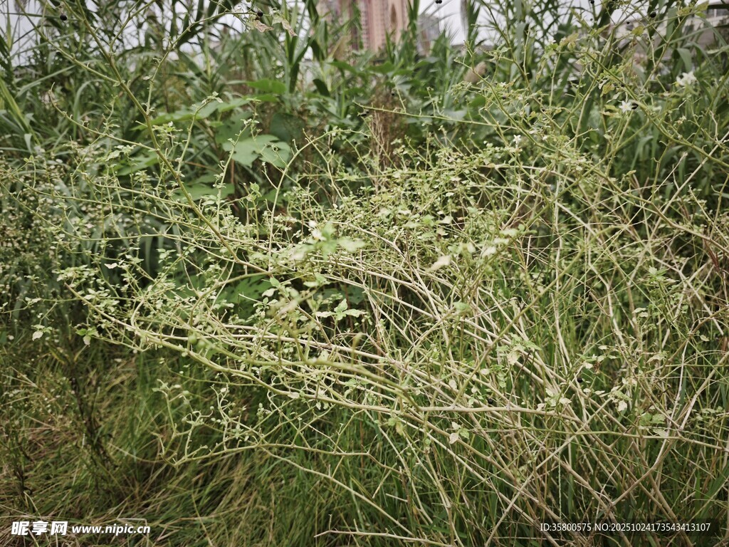 野外繁茂的绿色植物丛