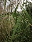 田野中的茂盛绿色植物