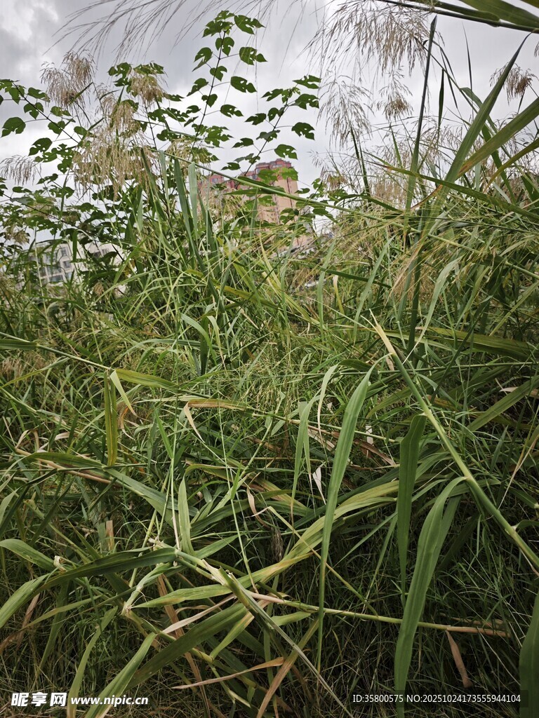 野外繁茂的绿色植物景观