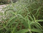 翠绿繁茂的草本植物