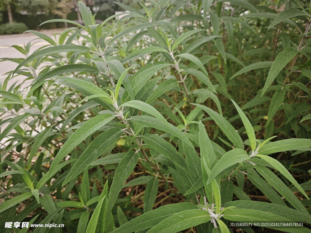 翠绿繁茂的草本植物