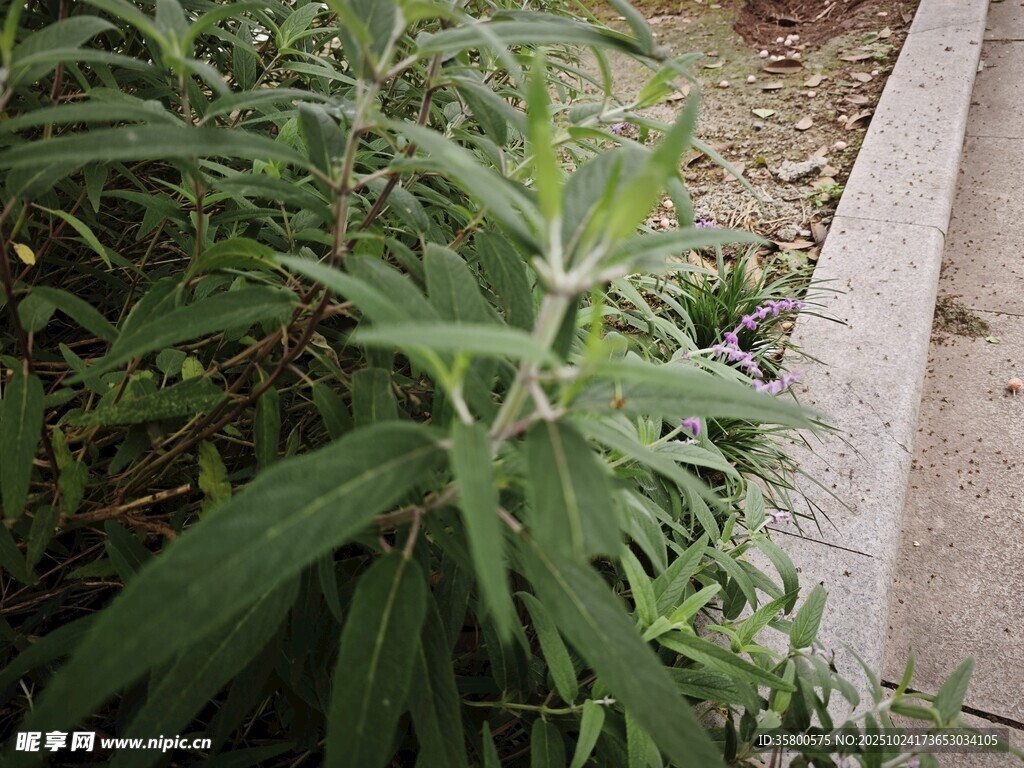 路边生长的绿色植物