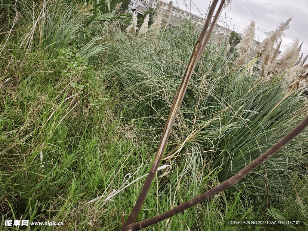 野外杂草丛生的景象