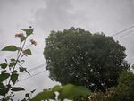 雨中绿植景象