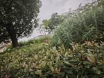 绿意盎然的植物景观