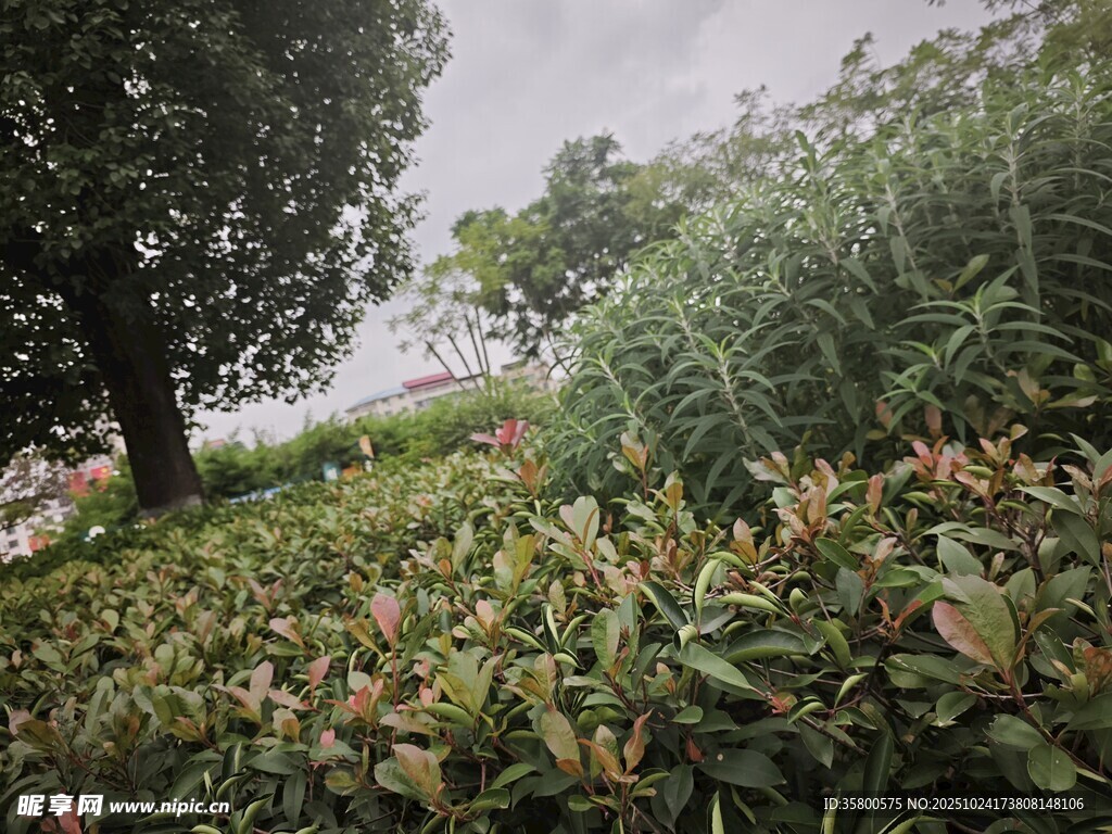 绿意盎然的植物景观