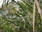 茂密绿植中的细长叶片