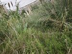 野外丛生的绿色杂草