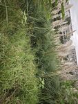 荒废建筑旁的茂盛杂草