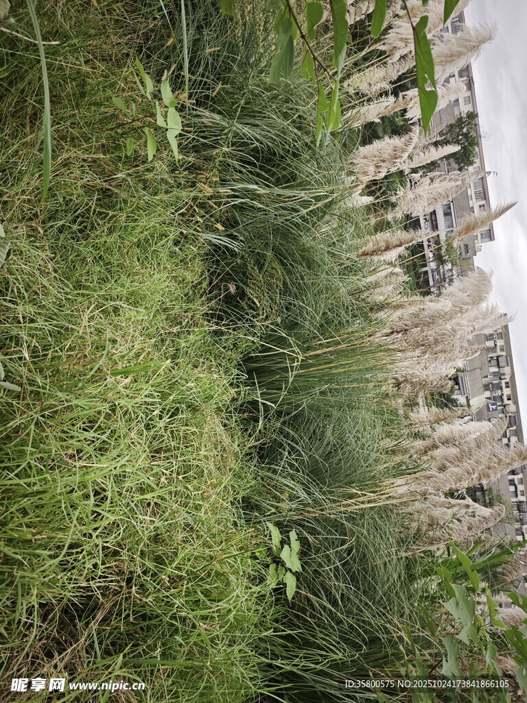 荒废建筑旁的茂盛杂草