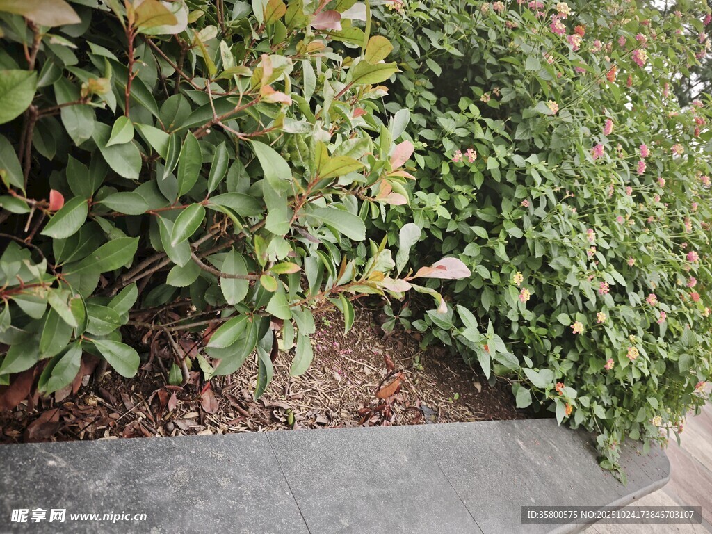 路边绿植景观