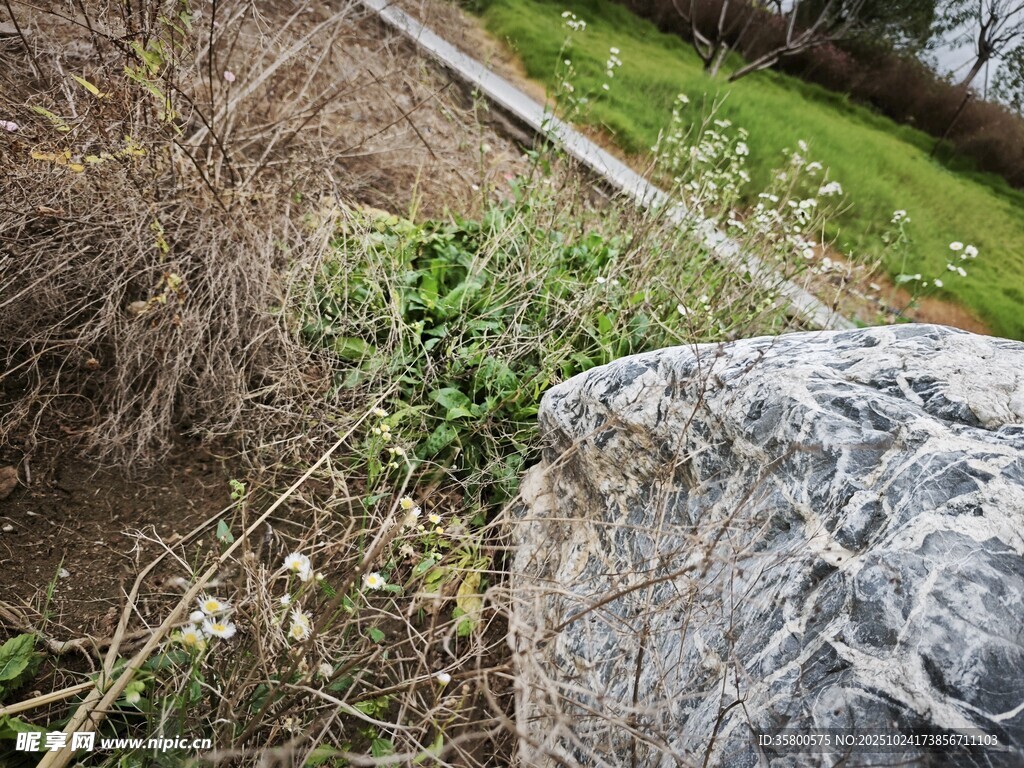 野外石边杂草景象