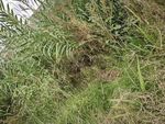 野外繁茂的绿色植物景观