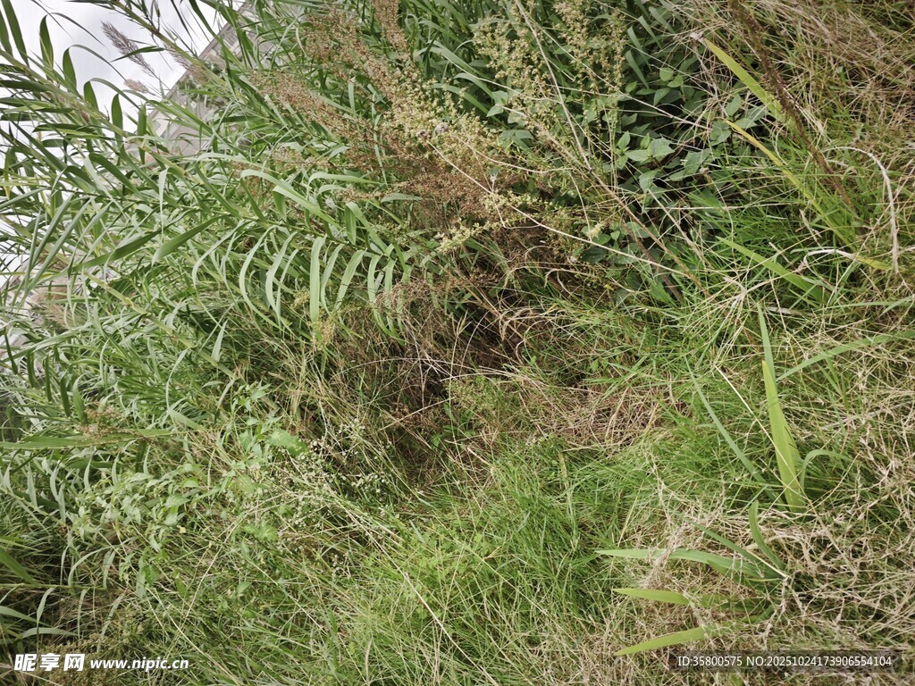 野外繁茂的绿色植物景观