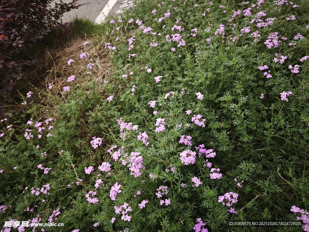 紫色小花绽放于绿植间