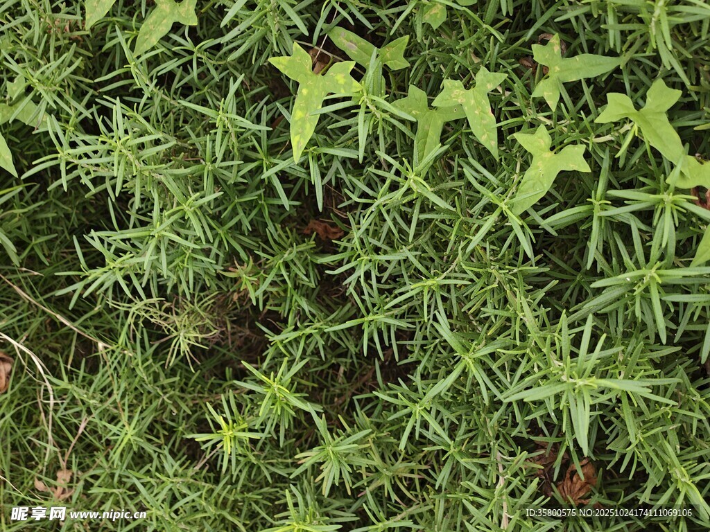 翠绿丛生的野草景象