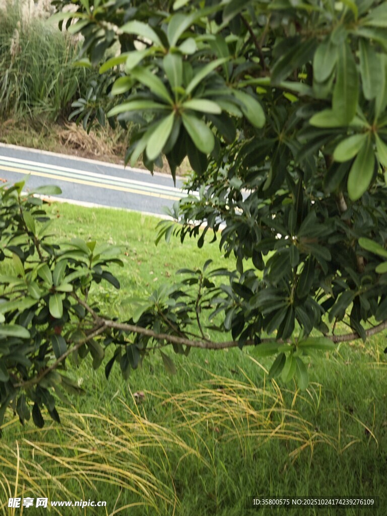 透过枝叶看绿意道路