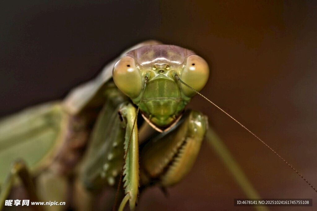 绿色螳螂特写