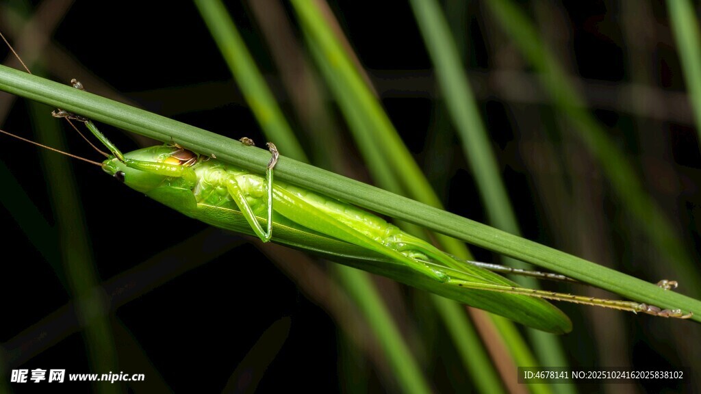 翠绿草丛中的细长绿蚱蜢
