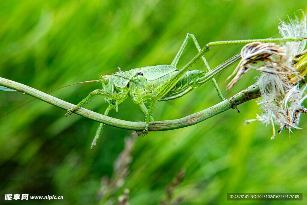 绿叶上的绿色蚂蚱