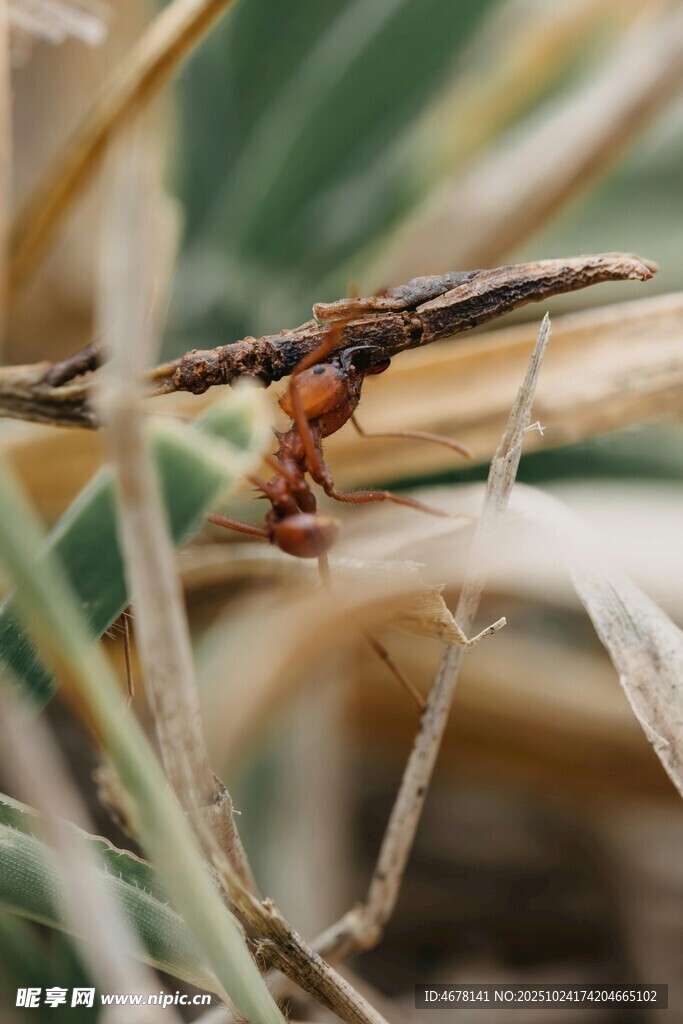 草丛中的奇特昆虫