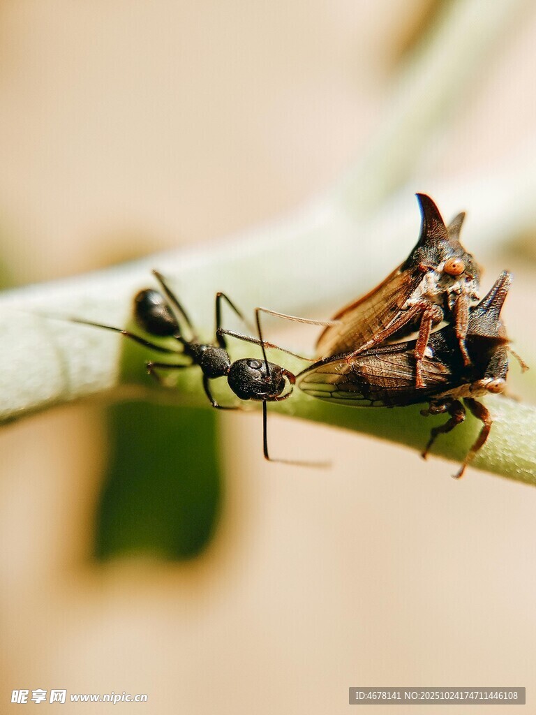 绿叶上的蚂蚁与昆虫残骸