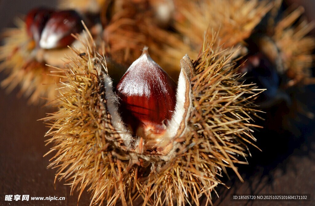 开口的饱满新鲜板栗