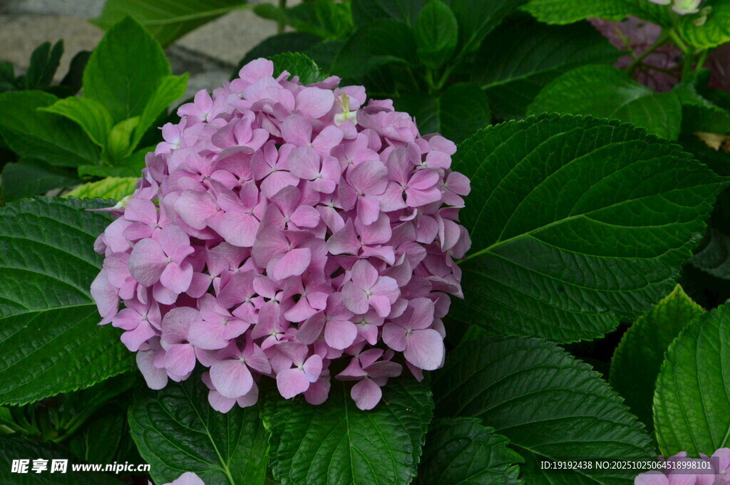 绣球花 