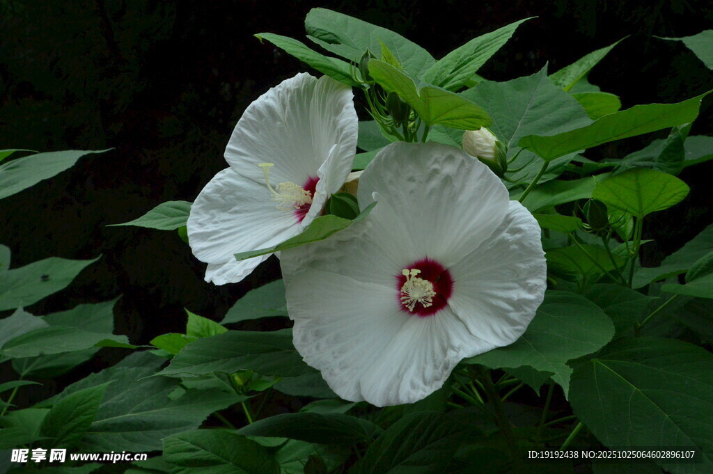 芙蓉葵  