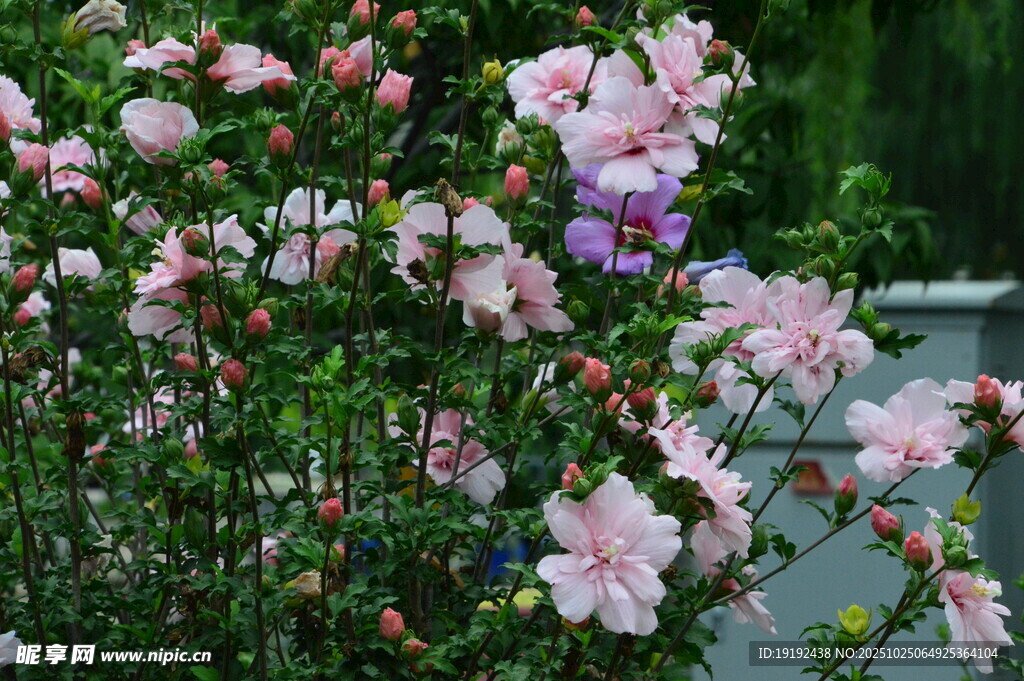 木槿花  