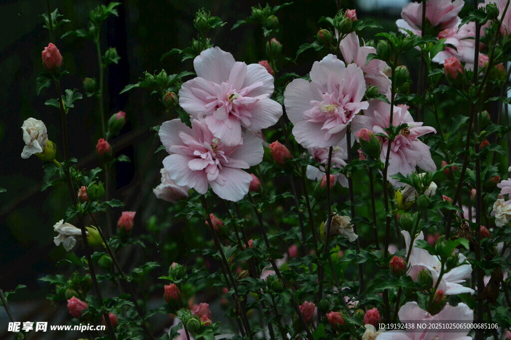 木槿花 