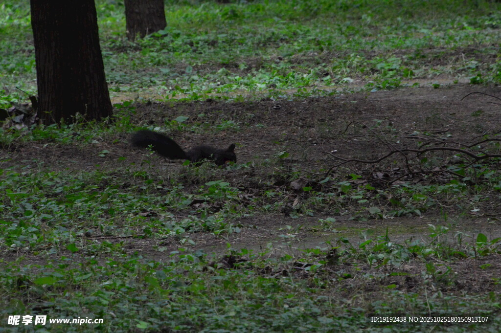 小松鼠  
