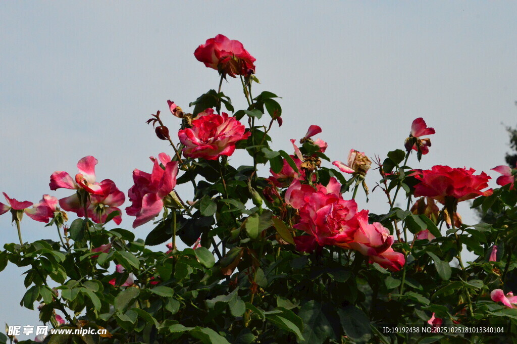 月季花 