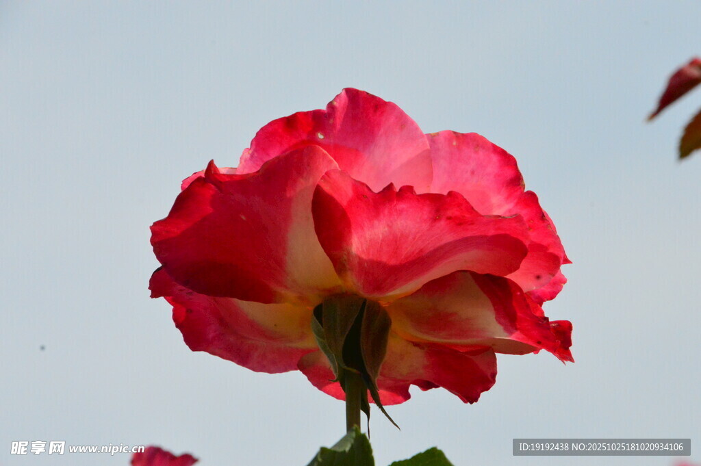 月季花  